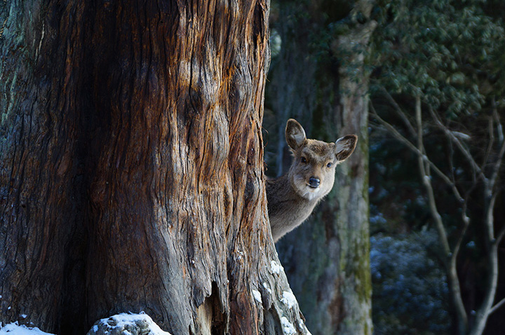 「なにか御用？」