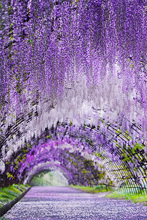 希望のトンネル