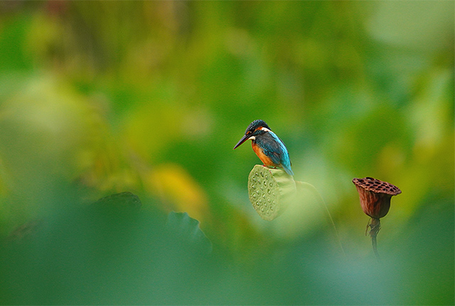 天空のカワちゃん