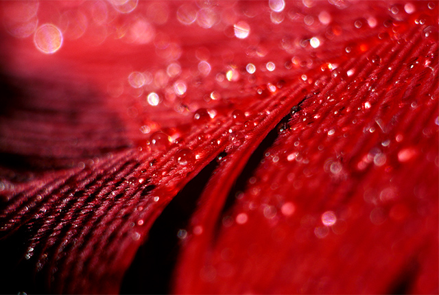 ベルベットの雫