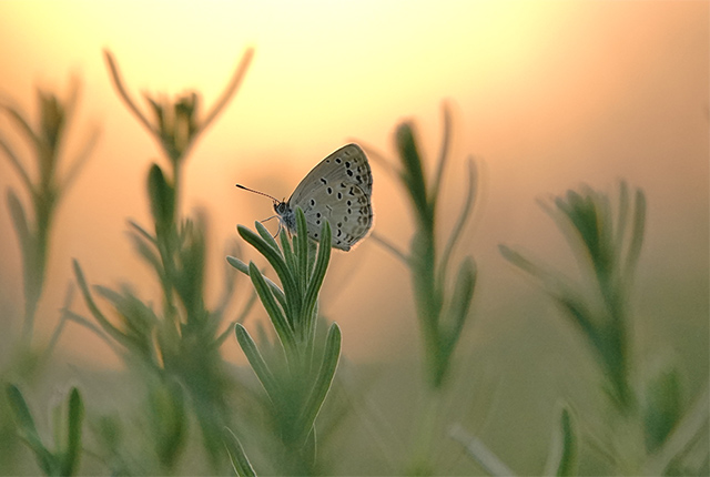 夕焼けはバタースコッチの香り