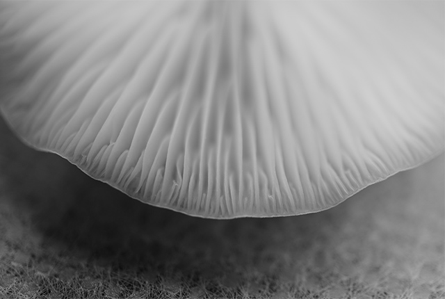 エノキタケ愛が止まらない！