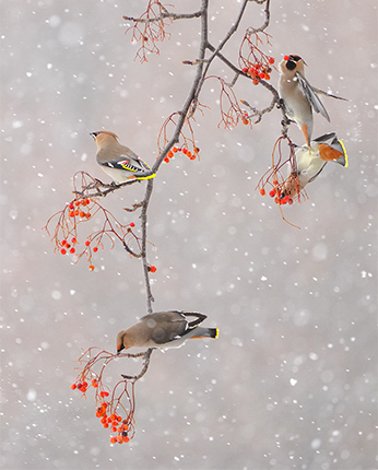 キレンジャク屏風絵