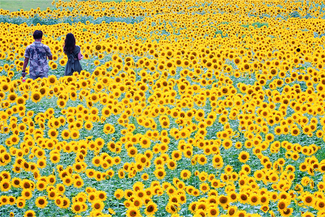 Sunflowers viewpoint Ⅱ