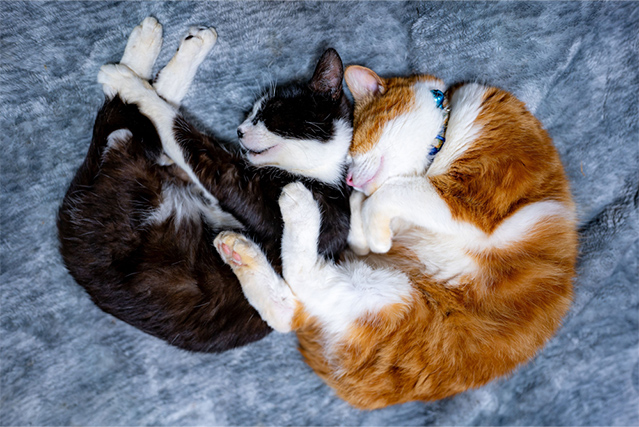 アンモニャイト