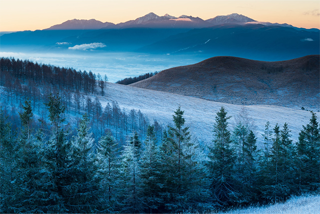 White little Christmas