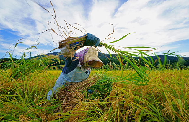 雑草を引っこ抜く！