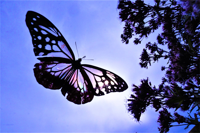 ASAGIMADARA 2021 Ⅶ