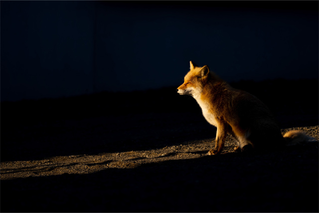 ひとすじの やすらぎ