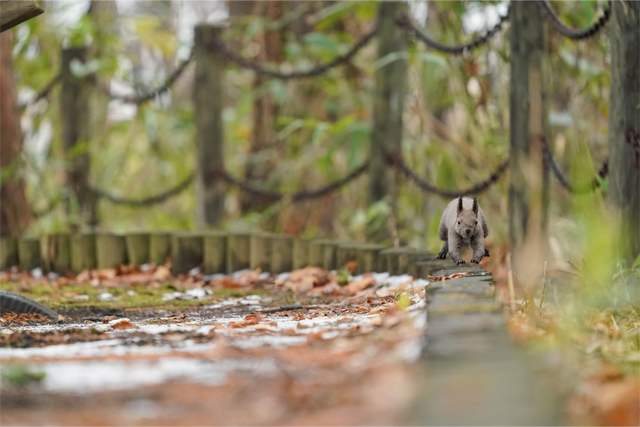 リスの線路は単線です・・
