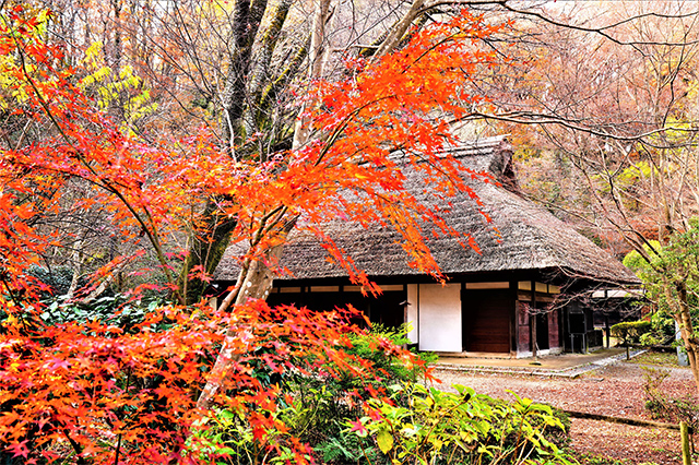 日本の秋！