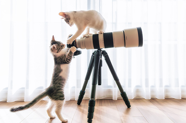 妨害！シャッターチャンス！