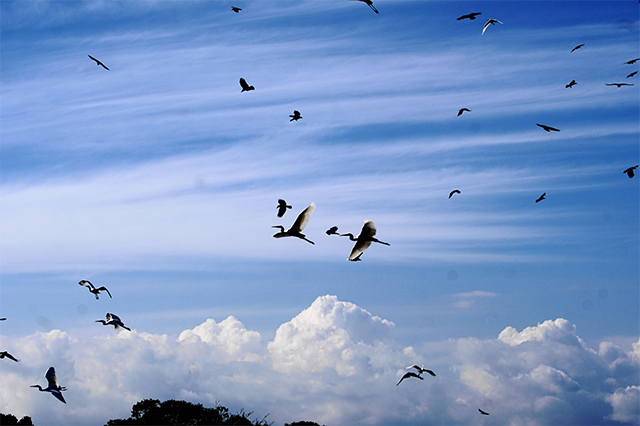 大空のランデブー