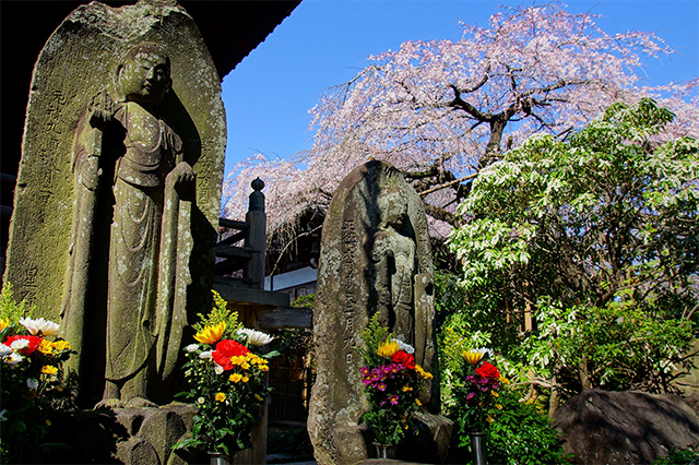 元禄地蔵、令和の春に何思う