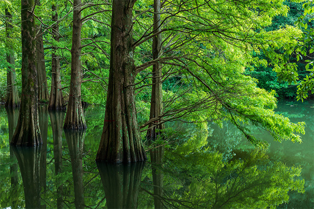 森の鏡
