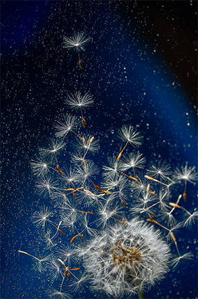 ありがとう　～お星さまになった君へ～