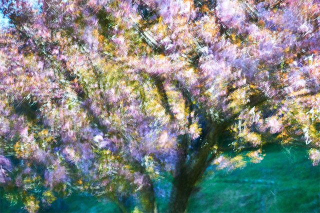 いざ咲き誇れ八重桜