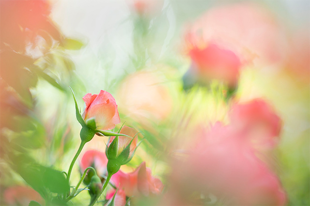 薔薇に埋もれて