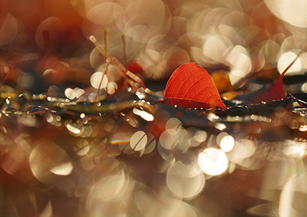 秋の果（アキノハテ）