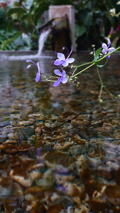 水辺に舞う。。。