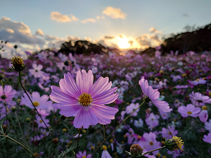 夕焼けコスモス