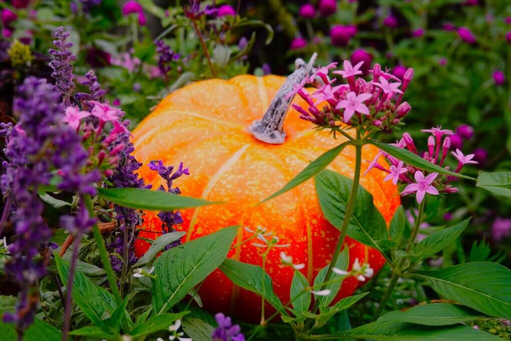 『もうすぐハロウィン』M melonさん