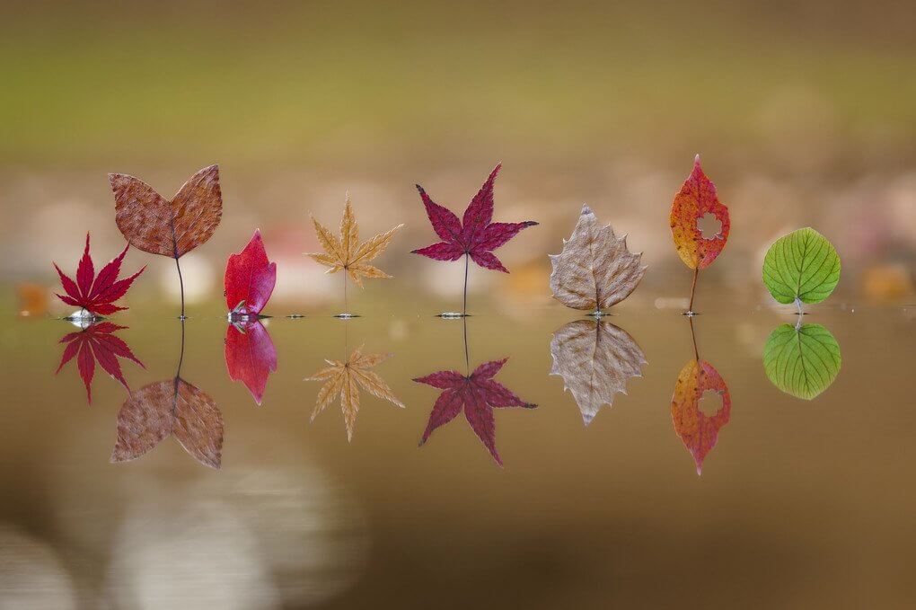 『小さな秋』YOUさん