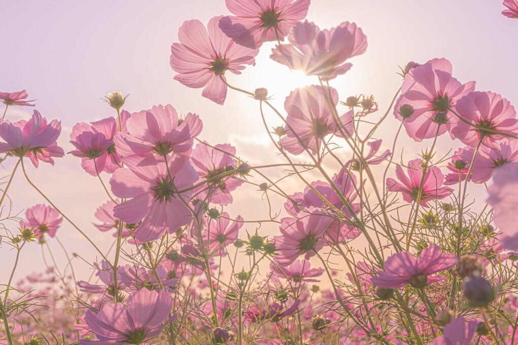 『夕空透かし』Yosukeさん