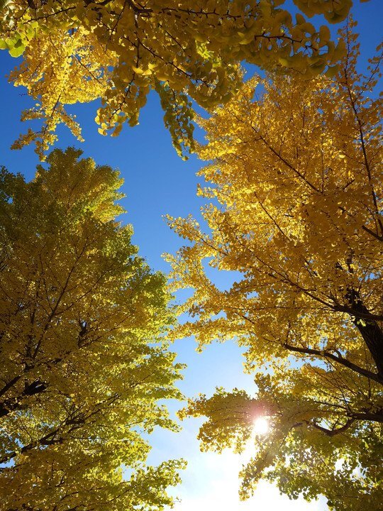 『見上げる秋』hoianさん