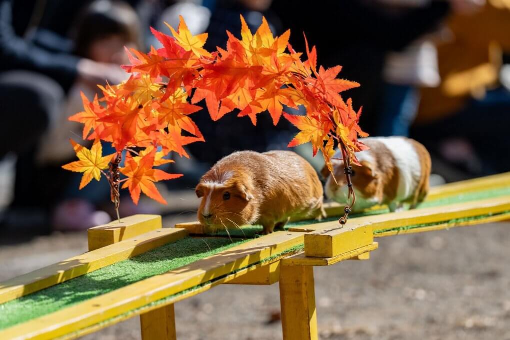 『ちょっと失礼しますね』ねこまみさん