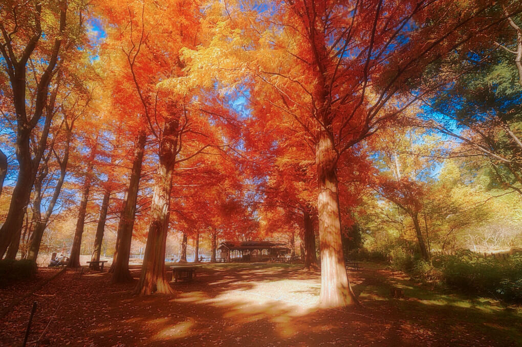 『淡紅にメタセコイヤ』hidesanさん