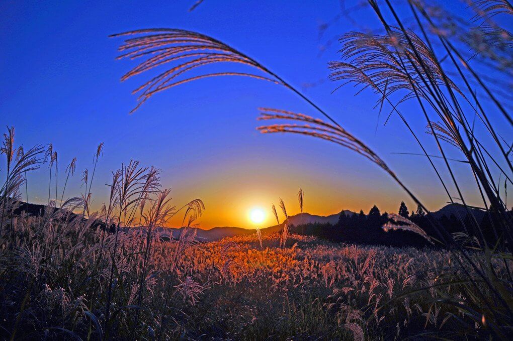 『夕暮れの黄金色　曽爾高原すすき畑』そよかぜさん
