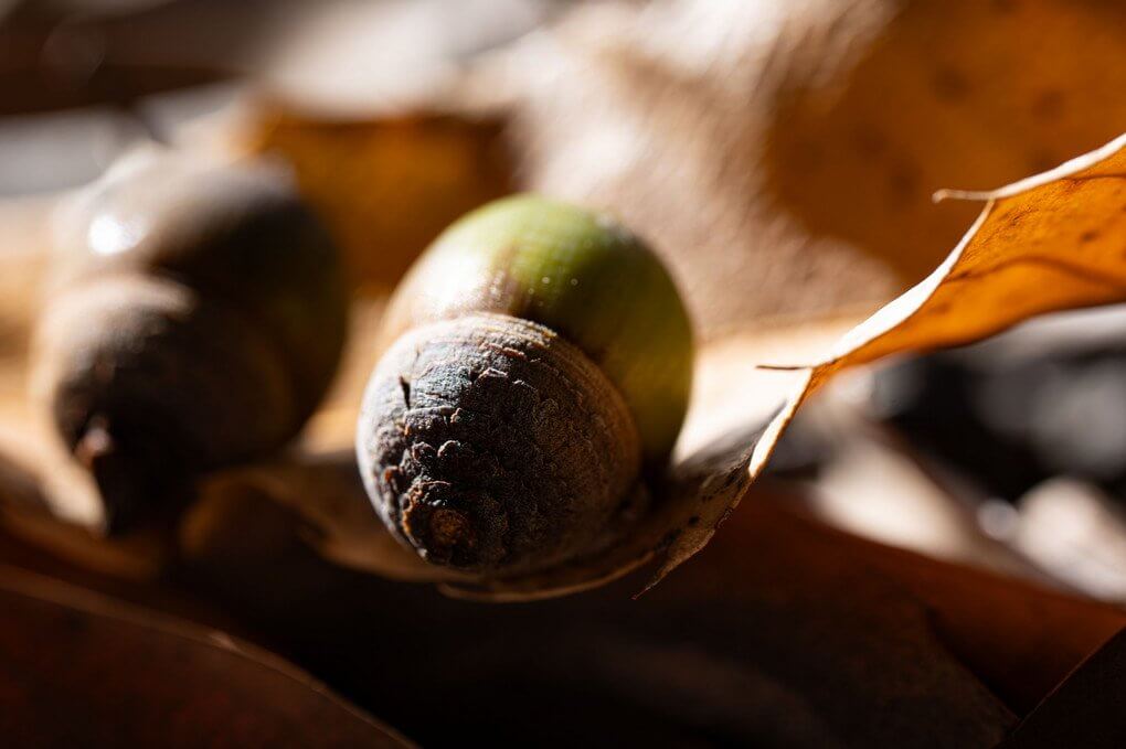 『殻斗』Crystalbowieさん