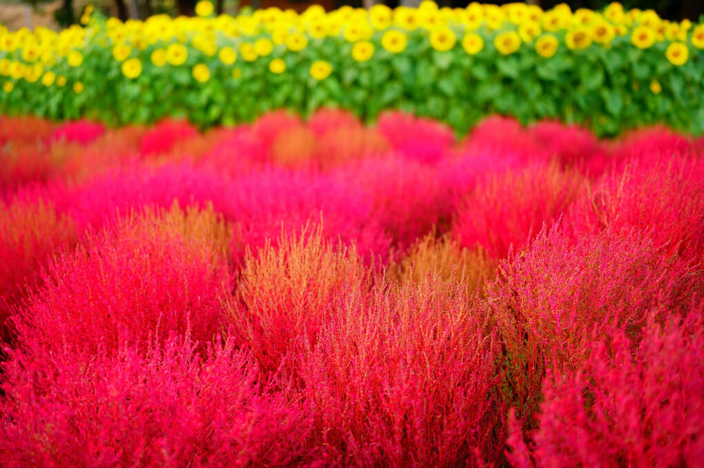 『赤と黄』ストリームさん