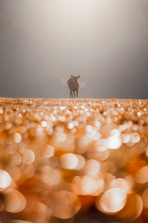 『光の中の訪問者』YU-TAさん