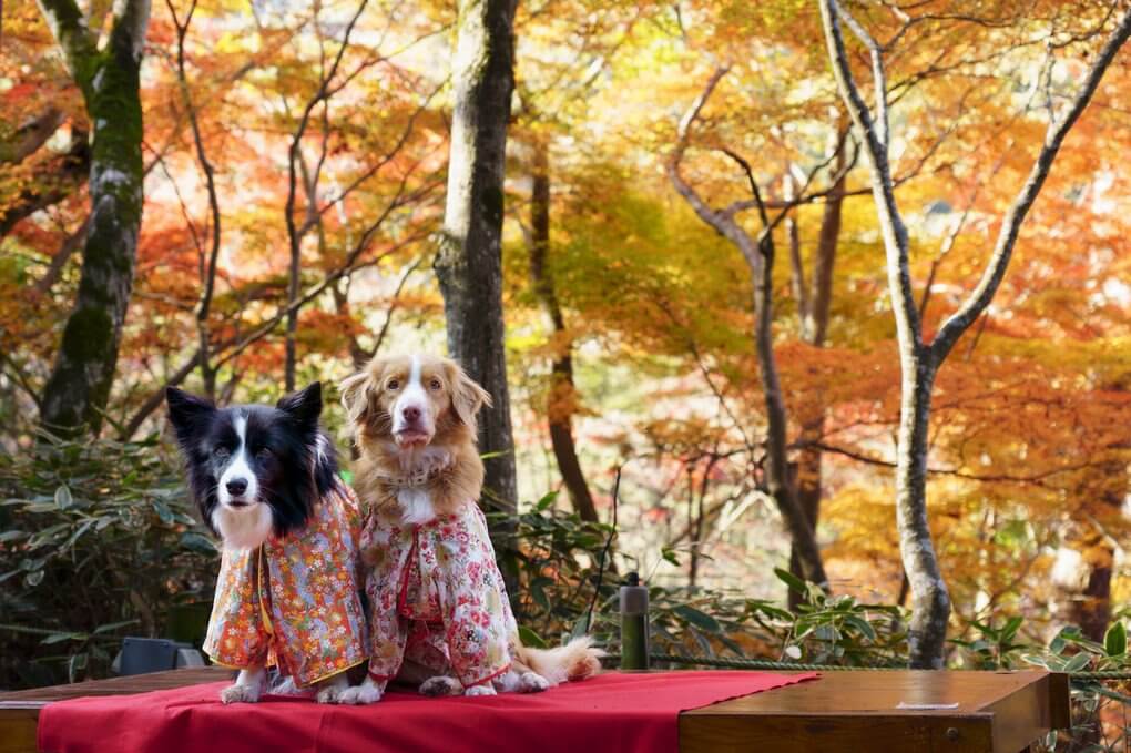 『秋のよき日に』しょうこおもてうらさん