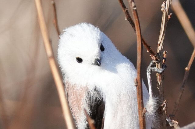 『衝撃のイケメン！#エナガ#』ゴマ太郎さん