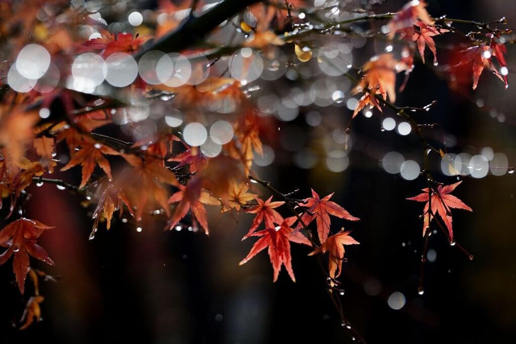 『冬を呼ぶ冷たい雨の中』makoi26さん