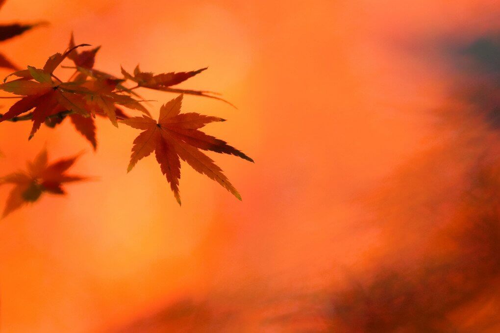 『京彩』好々爺さん