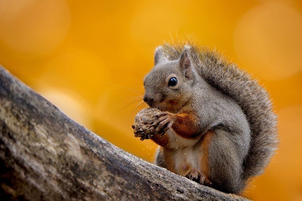 『齧る...とにかく齧る』ポチさん
