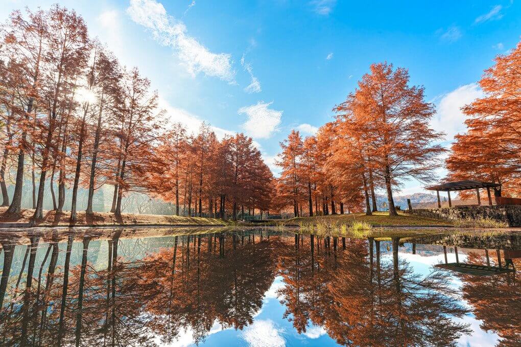 『モネの池in兵庫』Takumiさん