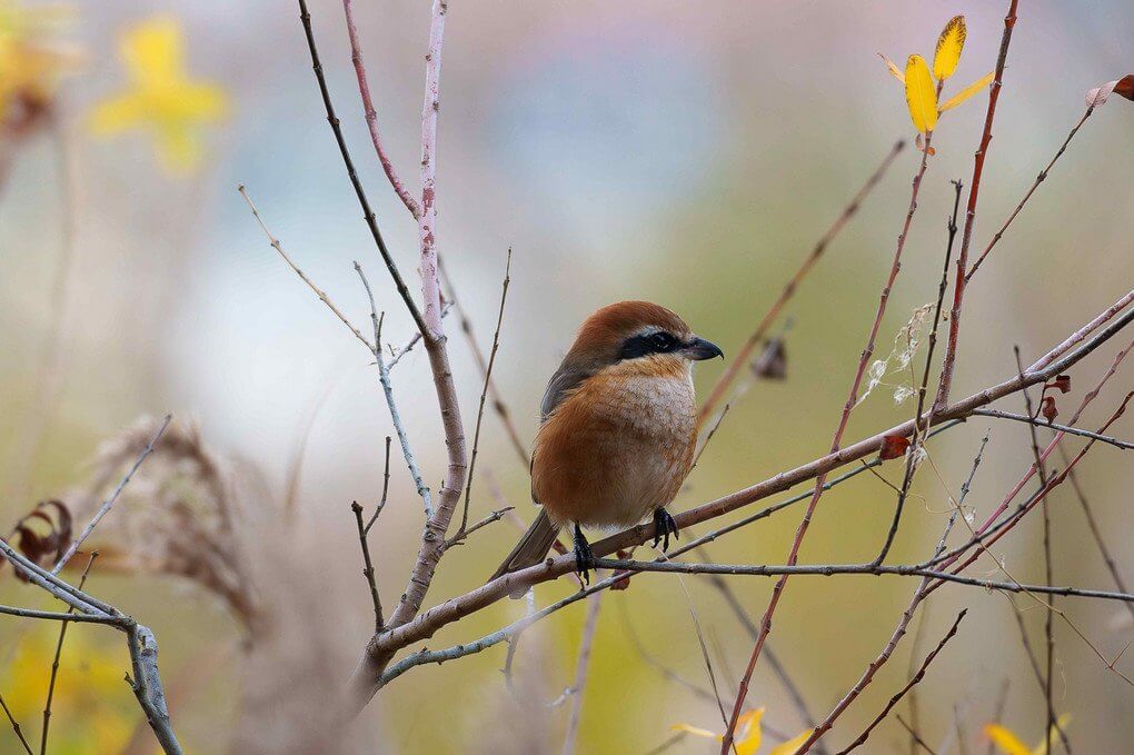 『αでウォーキング』どんぱっぱぁさん