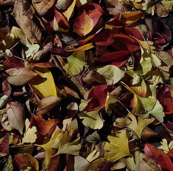 『道端の秋』しーがたさん