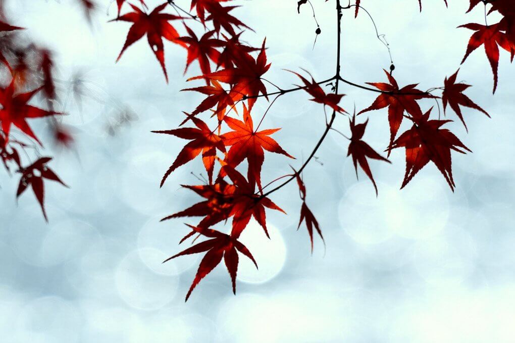 『水辺の紅葉』華写さん