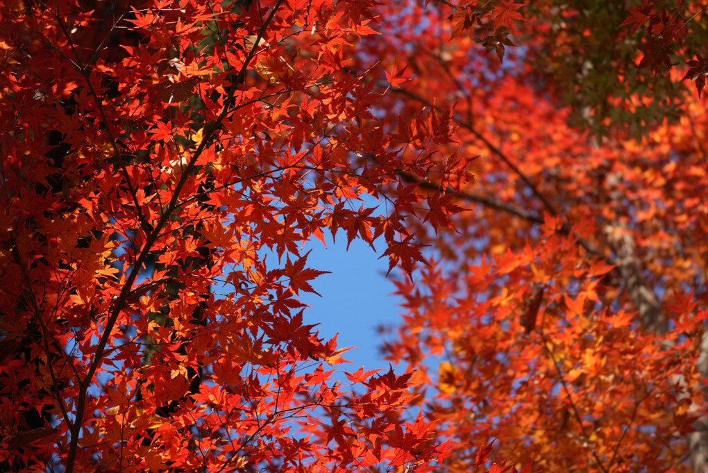 『秋の渦』NKさん