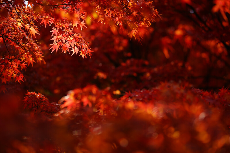 紅葉の風情を撮る