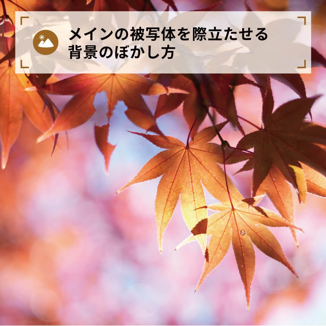 メインの被写体を際立たせる背景のぼかし方