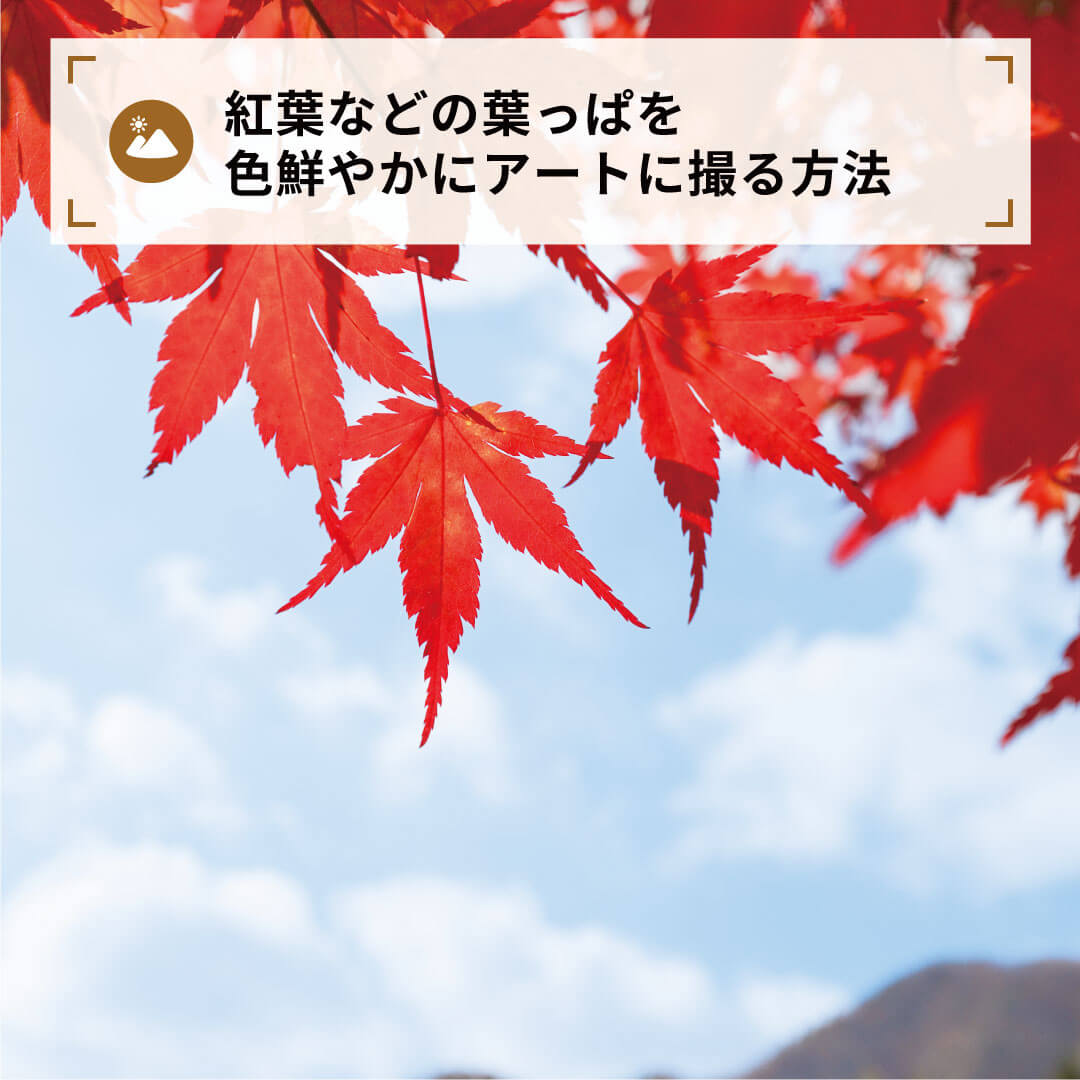 紅葉などの葉っぱを色鮮やかにアートに撮る方法