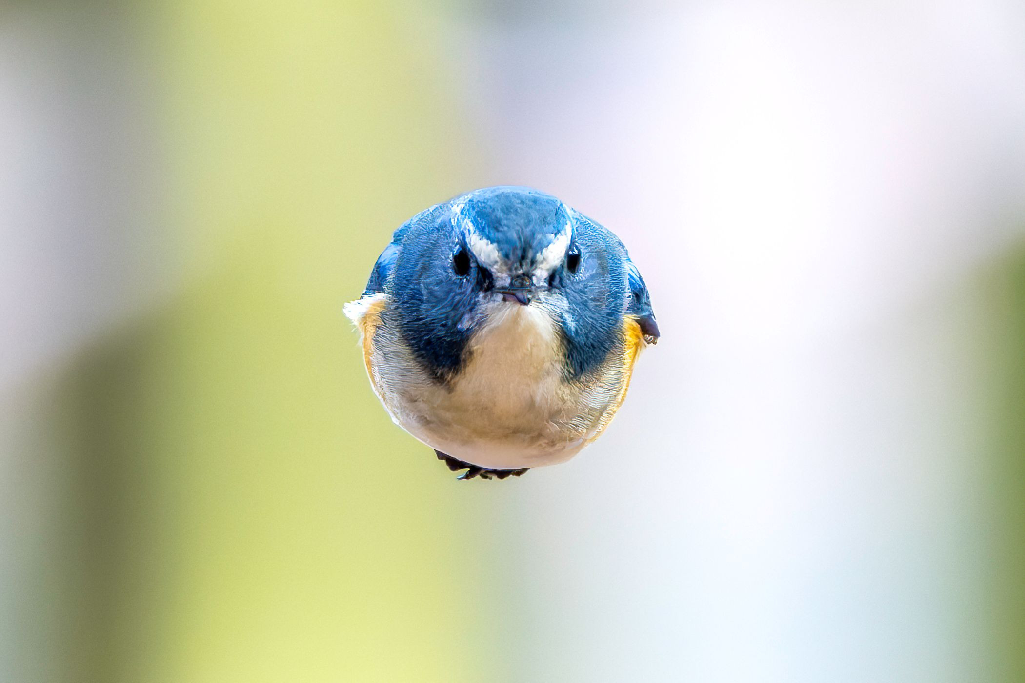 『ルリロケット2号』osanpo_lifeさん