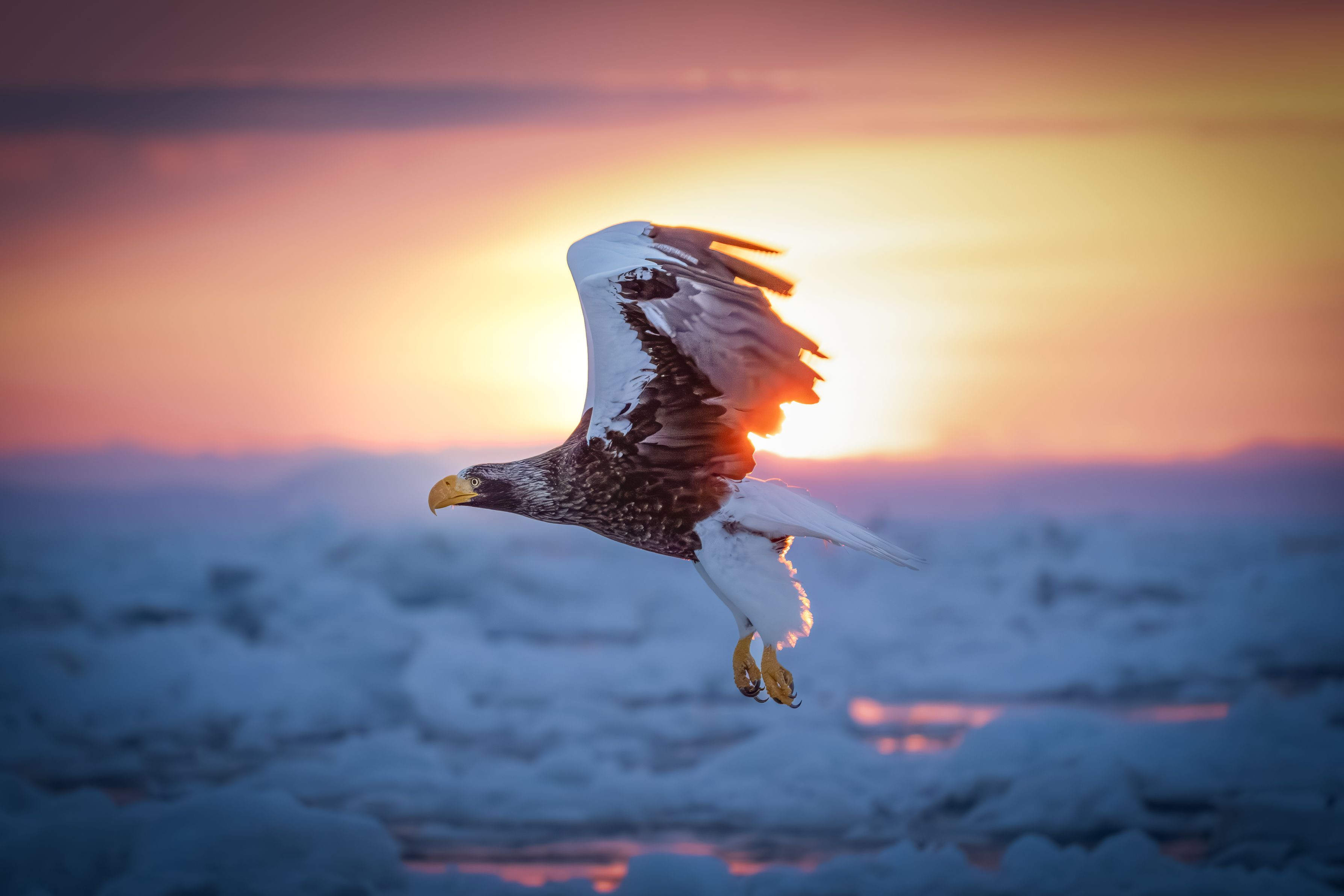 『朝焼けとオオワシ』modeさん